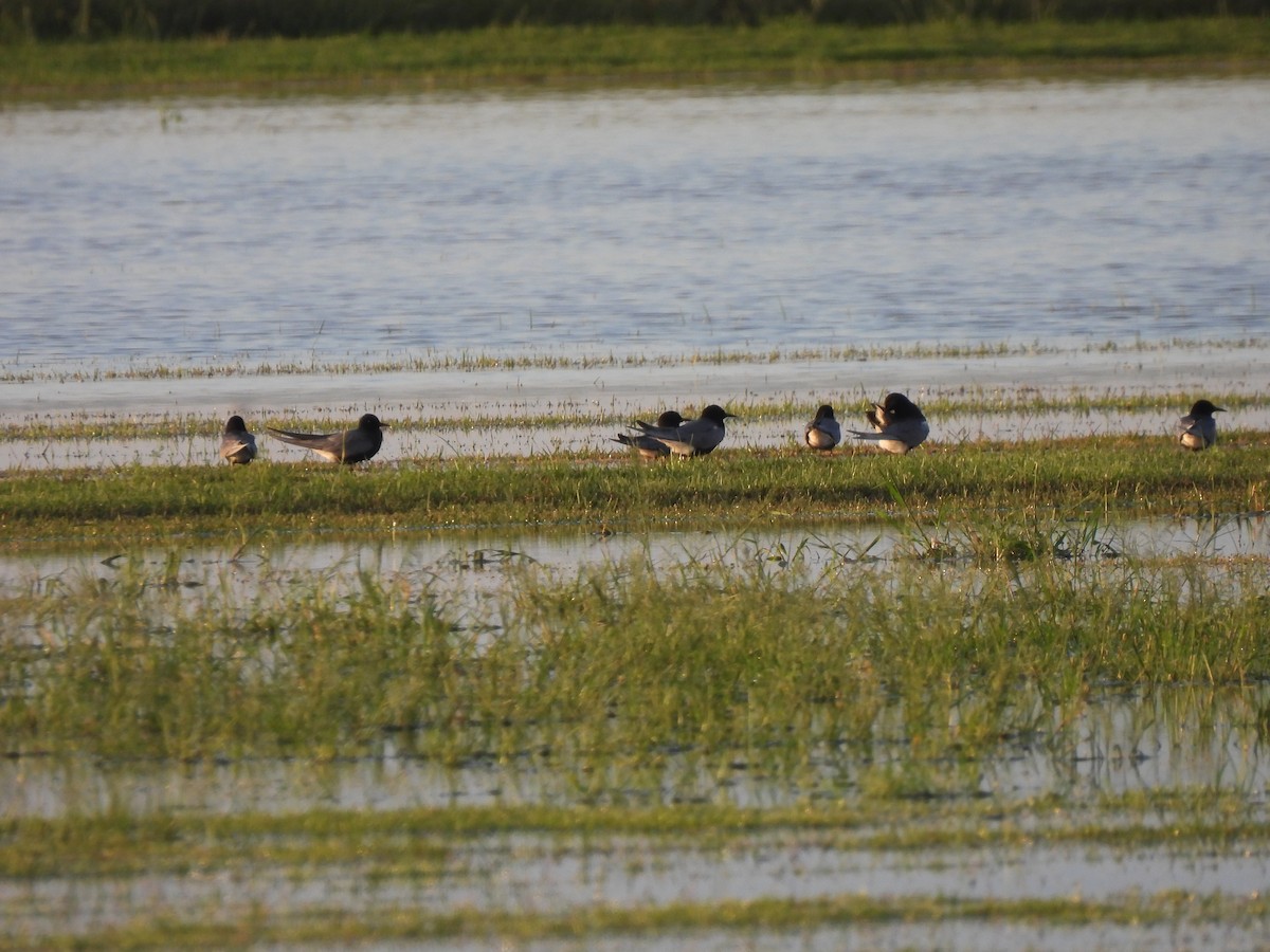 Black Tern - ML635257797