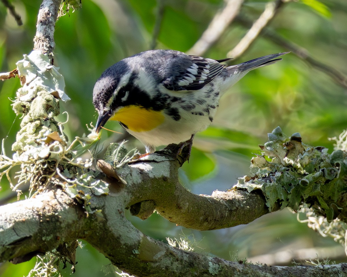 lesňáček zlatohrdlý - ML635257804