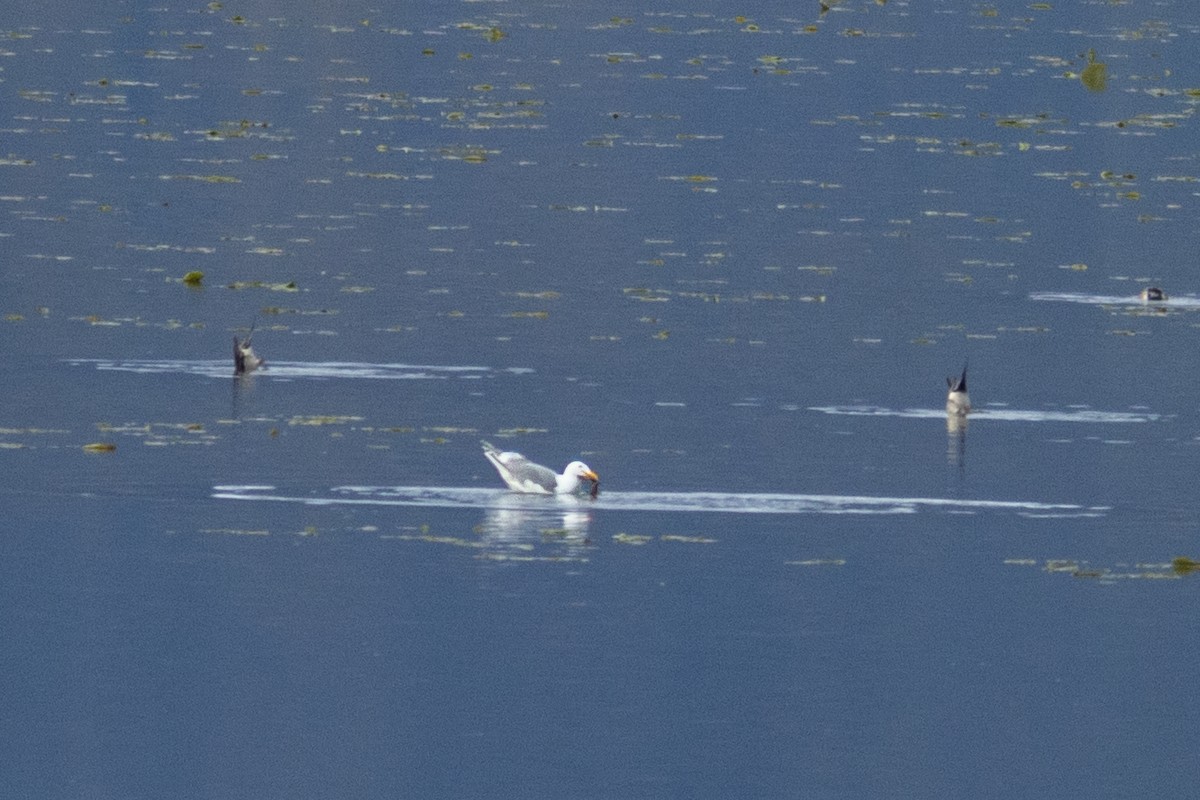 Glaucous-winged Gull - ML635257844