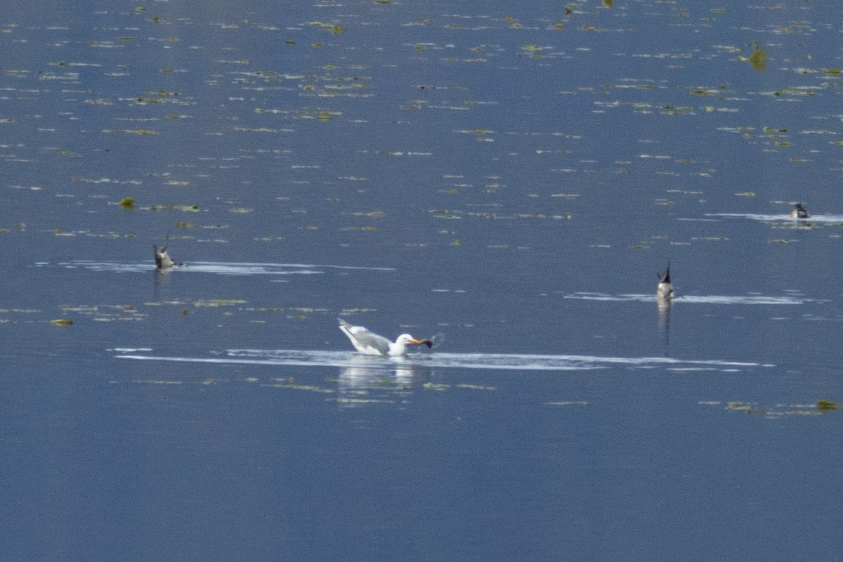 Glaucous-winged Gull - ML635257851