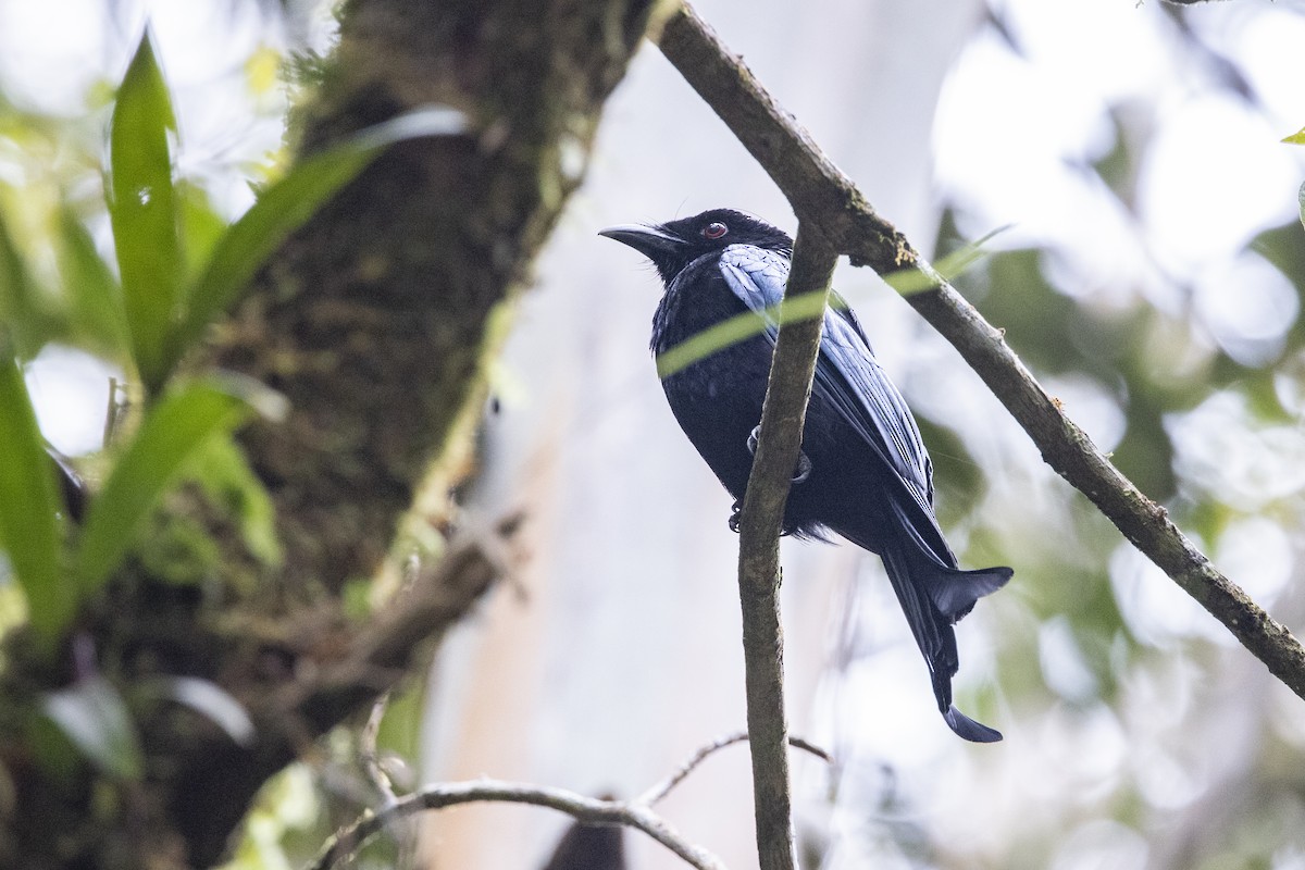 Hair-crested Drongo (Bornean) - ML635257920