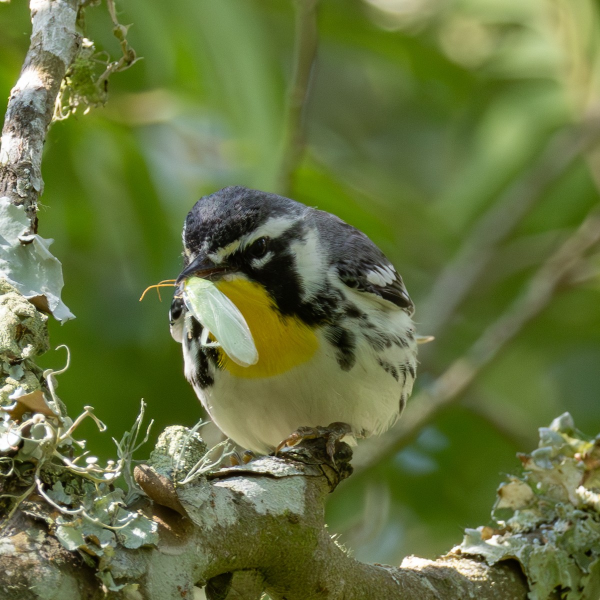 lesňáček zlatohrdlý - ML635257938