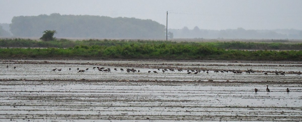 Black-bellied Whistling-Duck - ML635257972