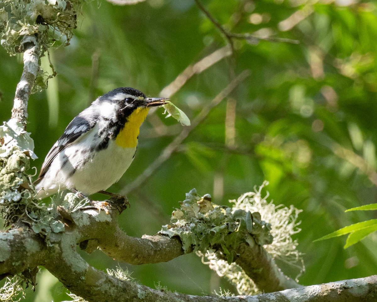 lesňáček zlatohrdlý - ML635258038
