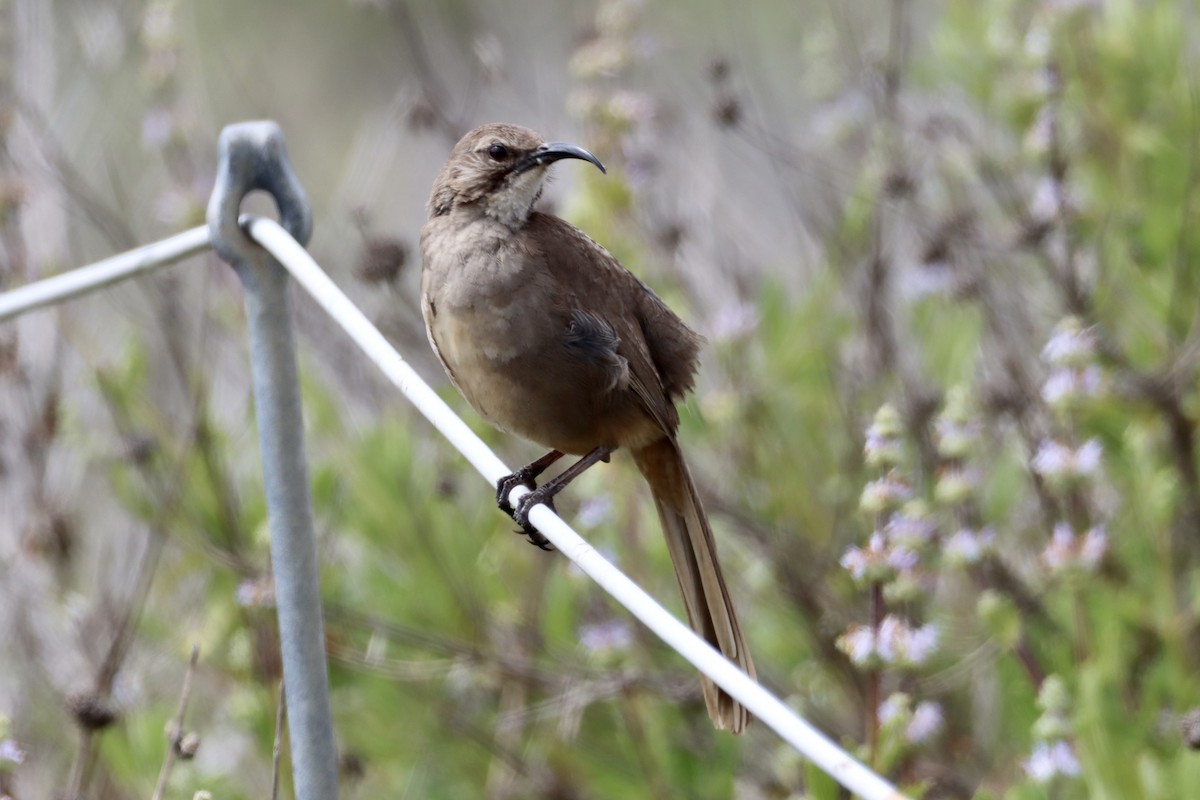 California Thrasher - ML635258076