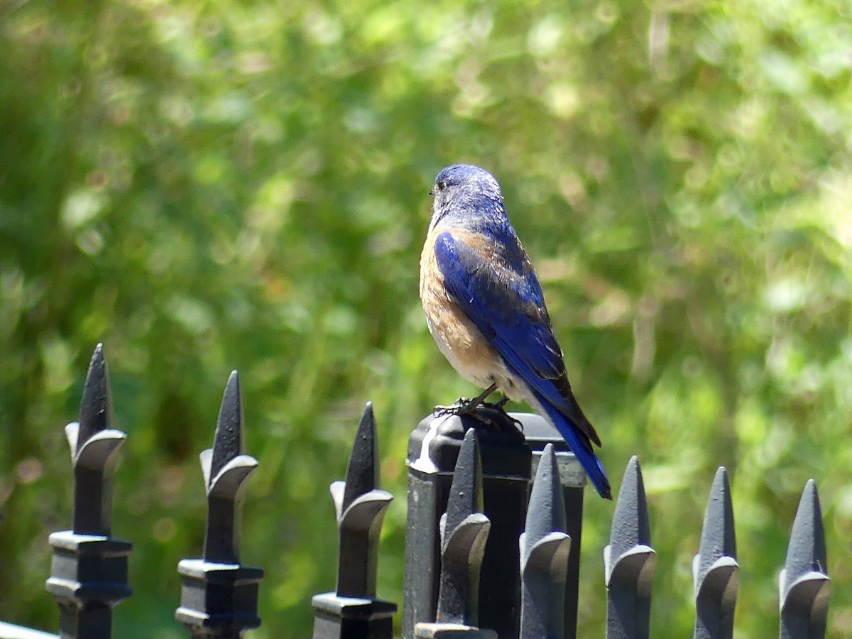 Western Bluebird - ML635258084
