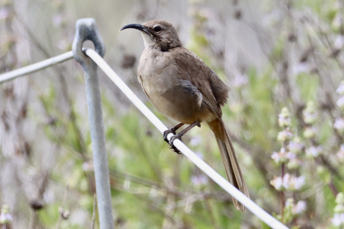 California Thrasher - ML635258087