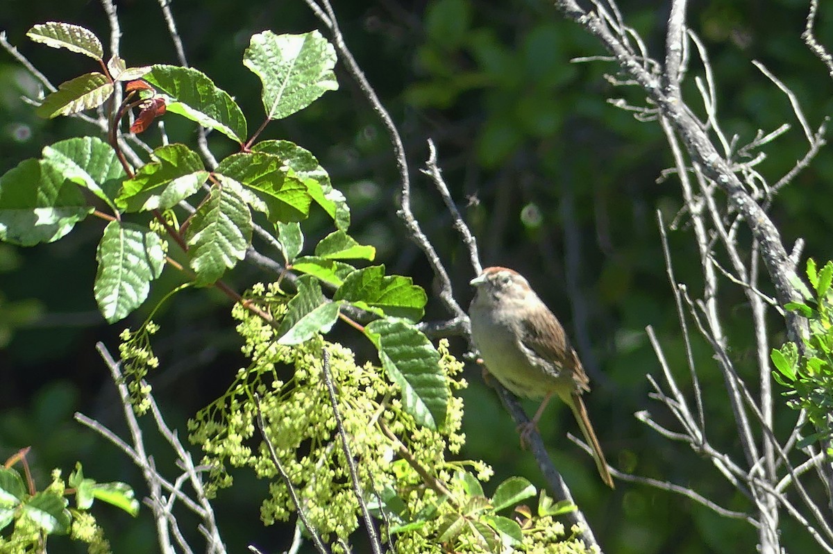 Rufous-crowned Sparrow - ML635258092