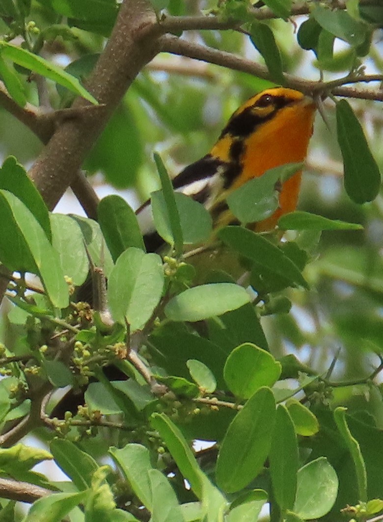 Blackburnian Warbler - ML635258114