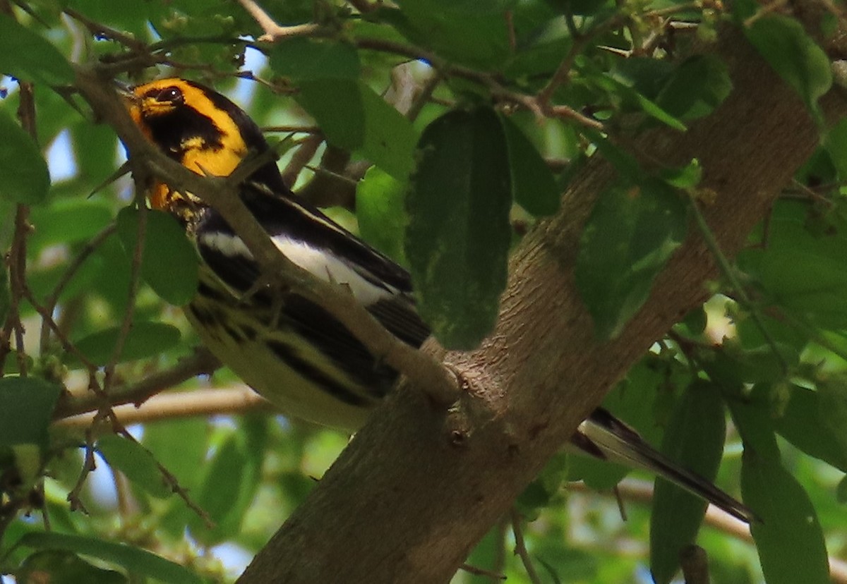 Blackburnian Warbler - ML635258115