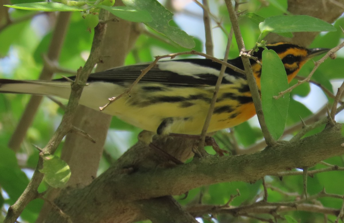 Blackburnian Warbler - ML635258116