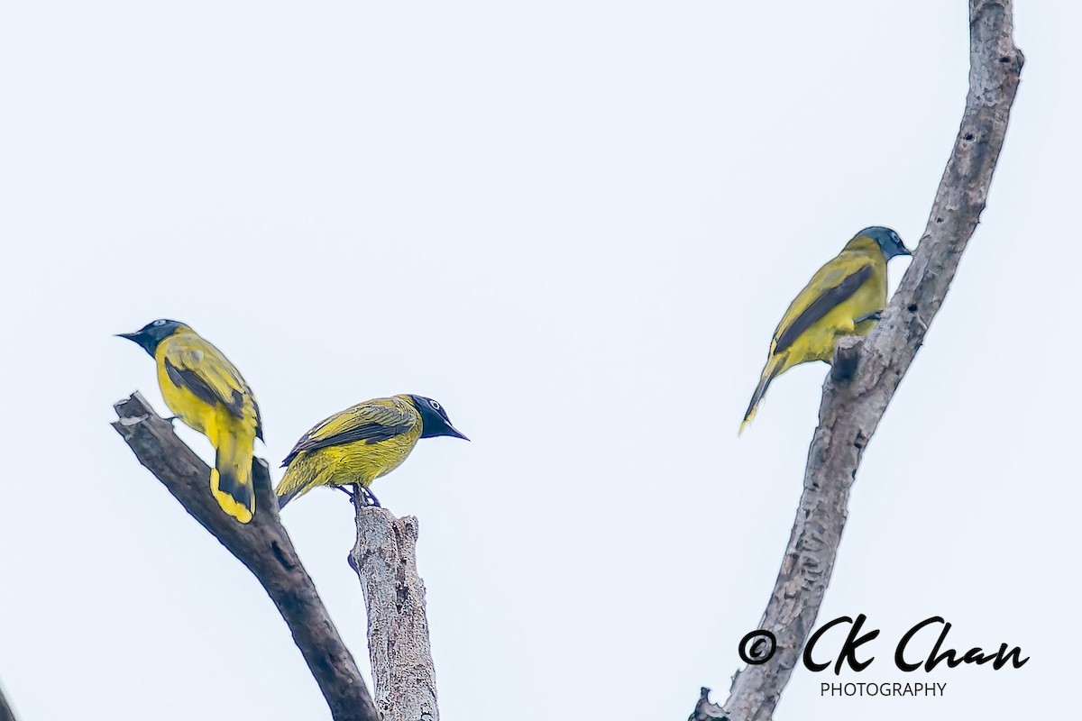 Black-headed Bulbul - ML635258164