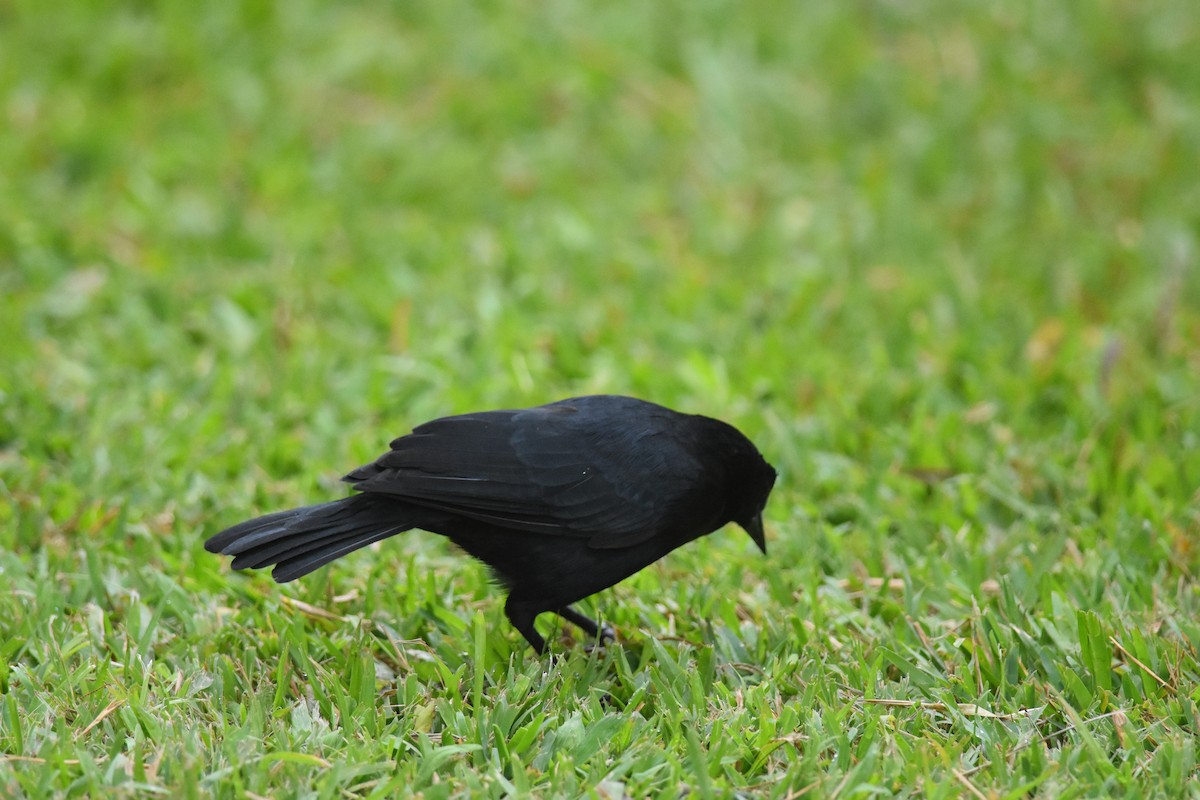 Scrub Blackbird - ML635258228
