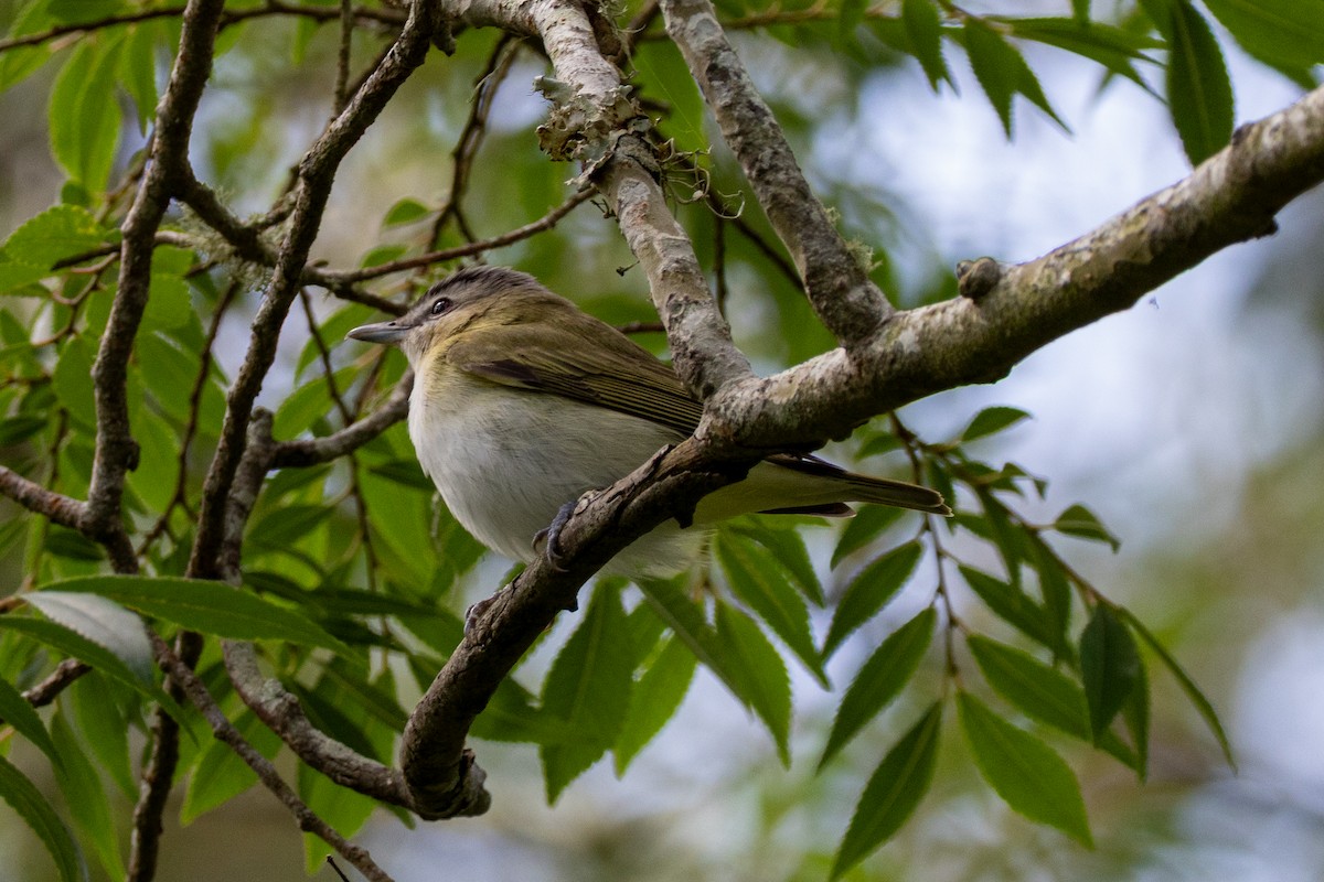 zelenáček červenooký - ML635258230