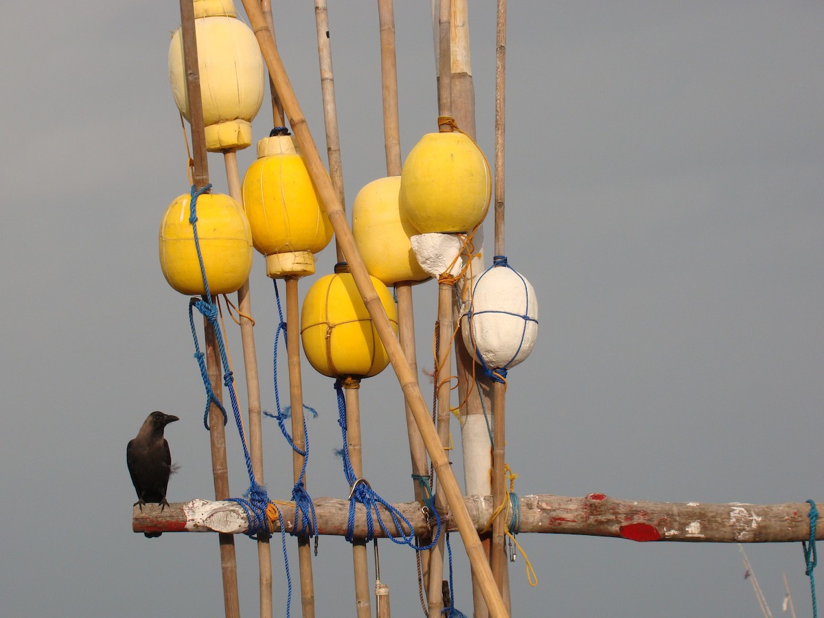 House Crow - ML635258232