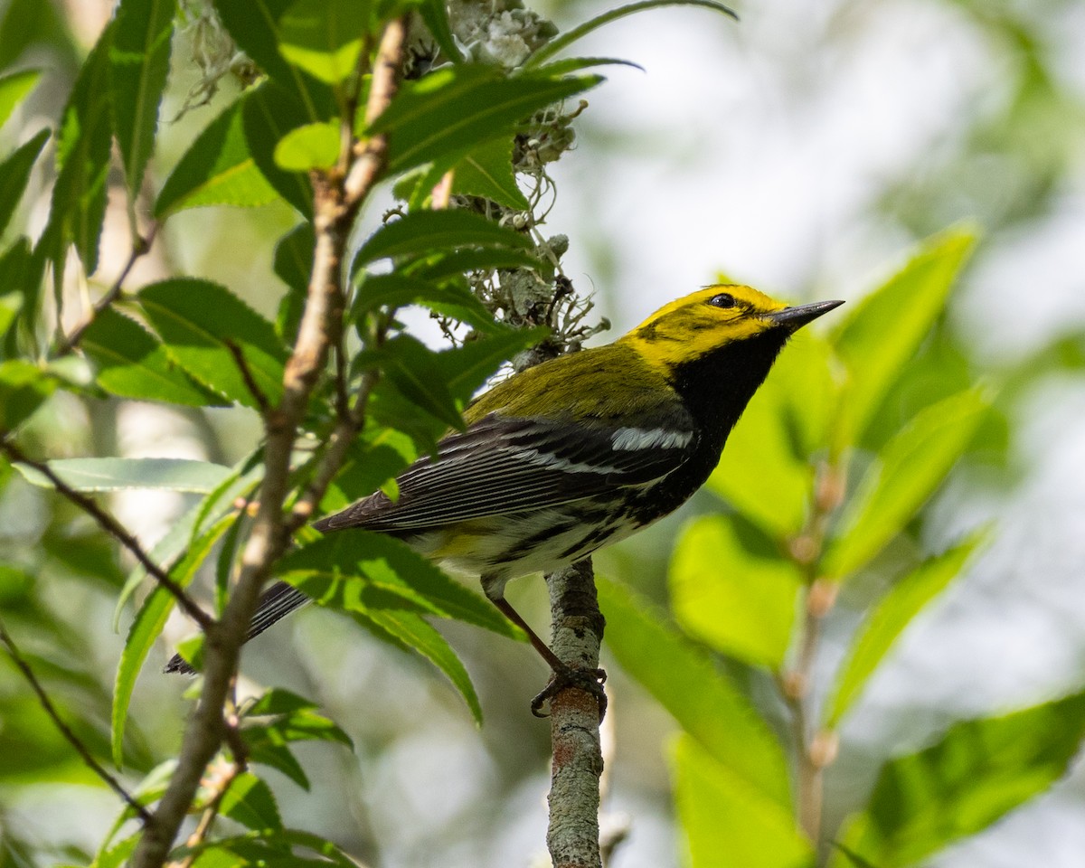 lesňáček proužkoboký - ML635258461