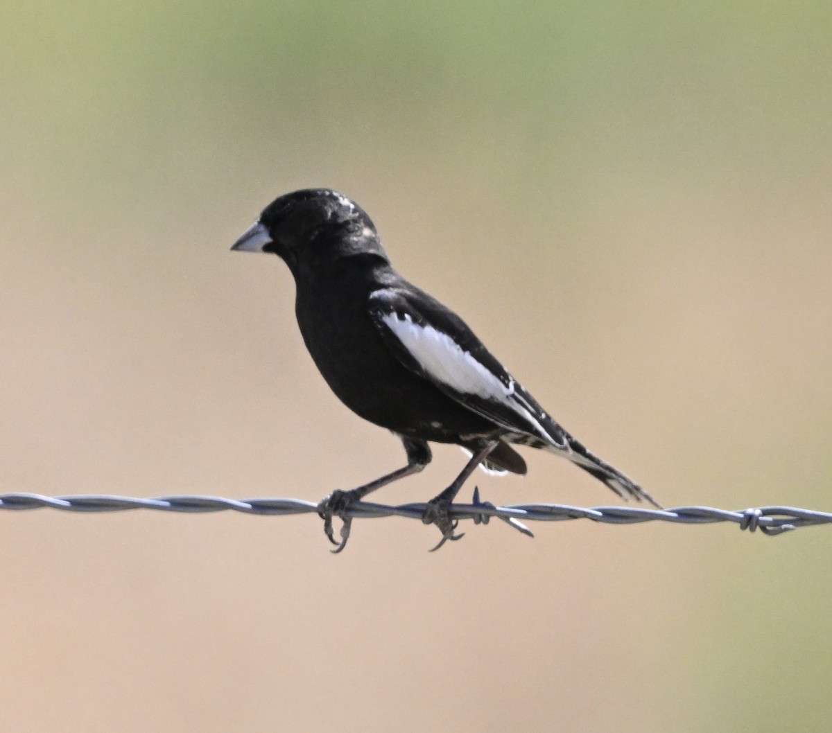 Lark Bunting - ML635258493