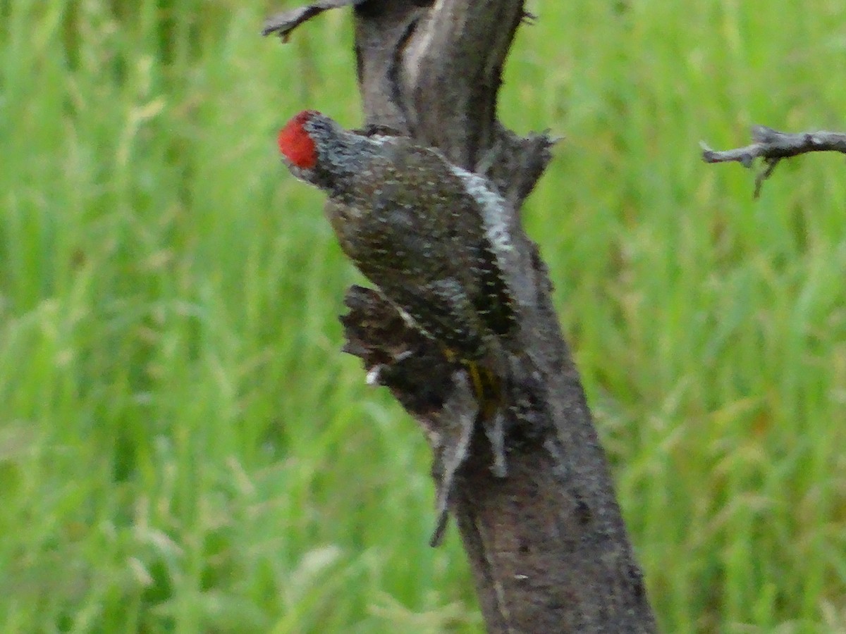 Nubian Woodpecker - ML635258644