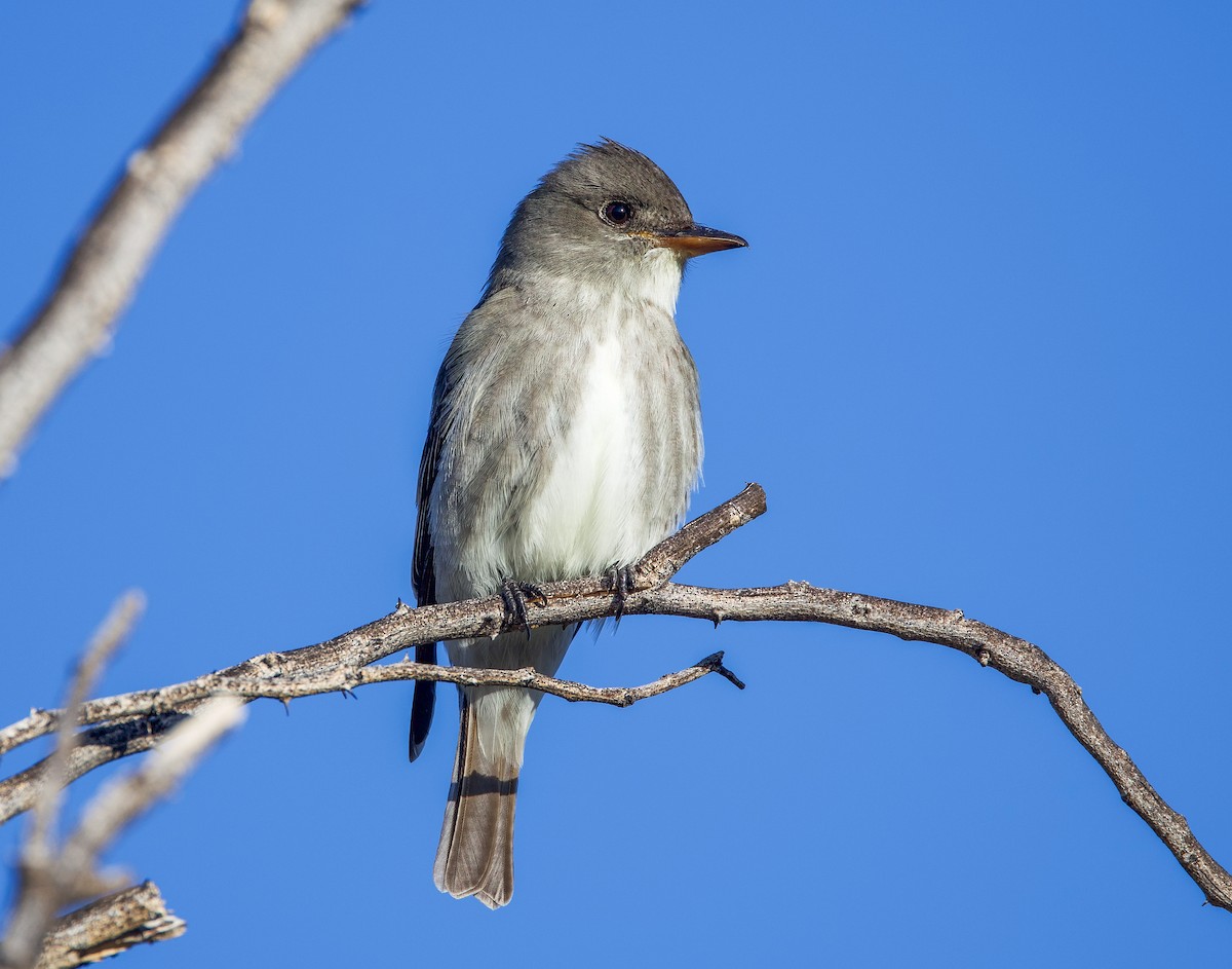 Olive-sided Flycatcher - ML635258662