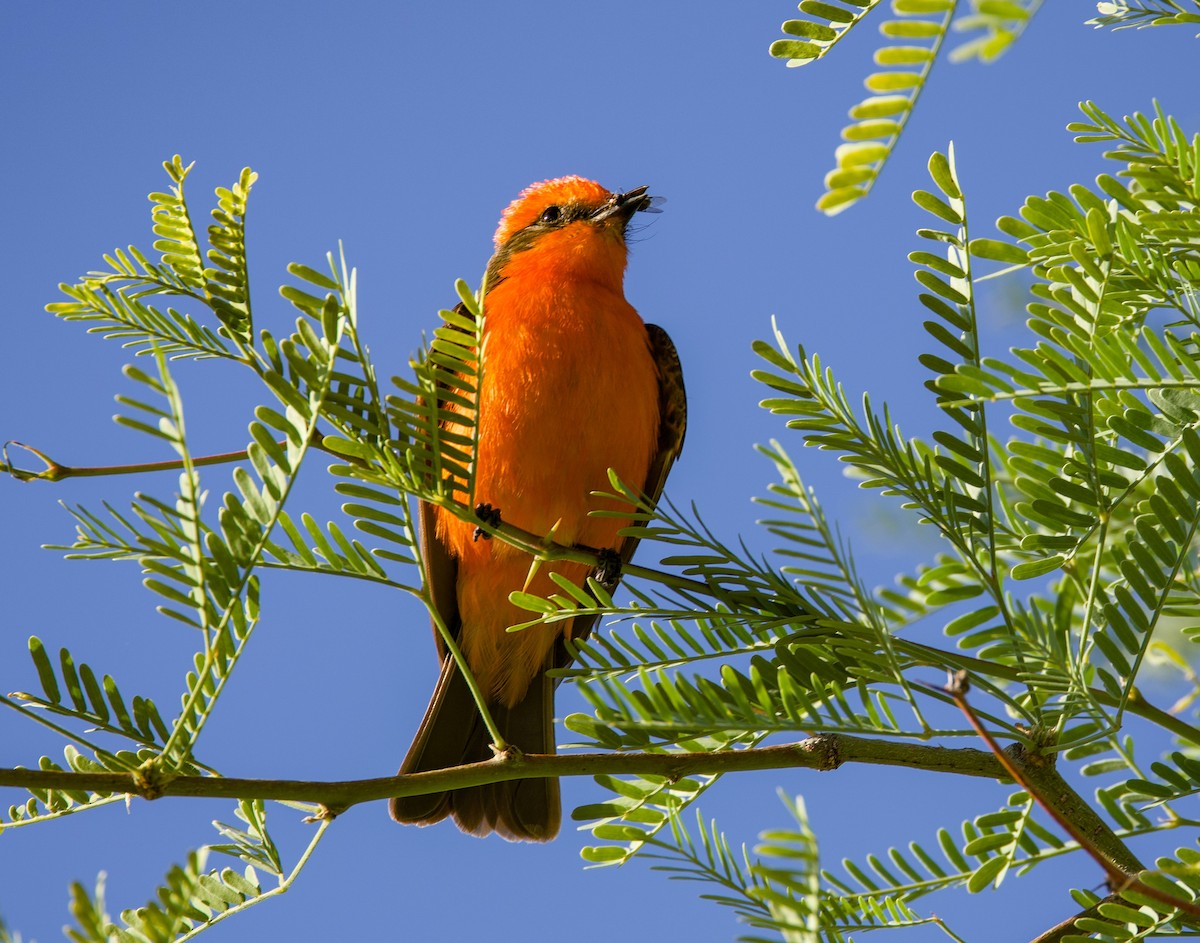 Vermilion Flycatcher - ML635258671