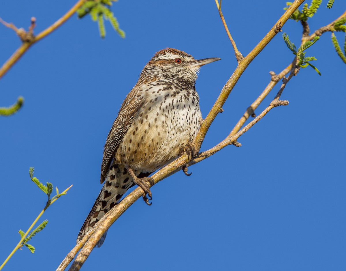 Cactus Wren - ML635258688