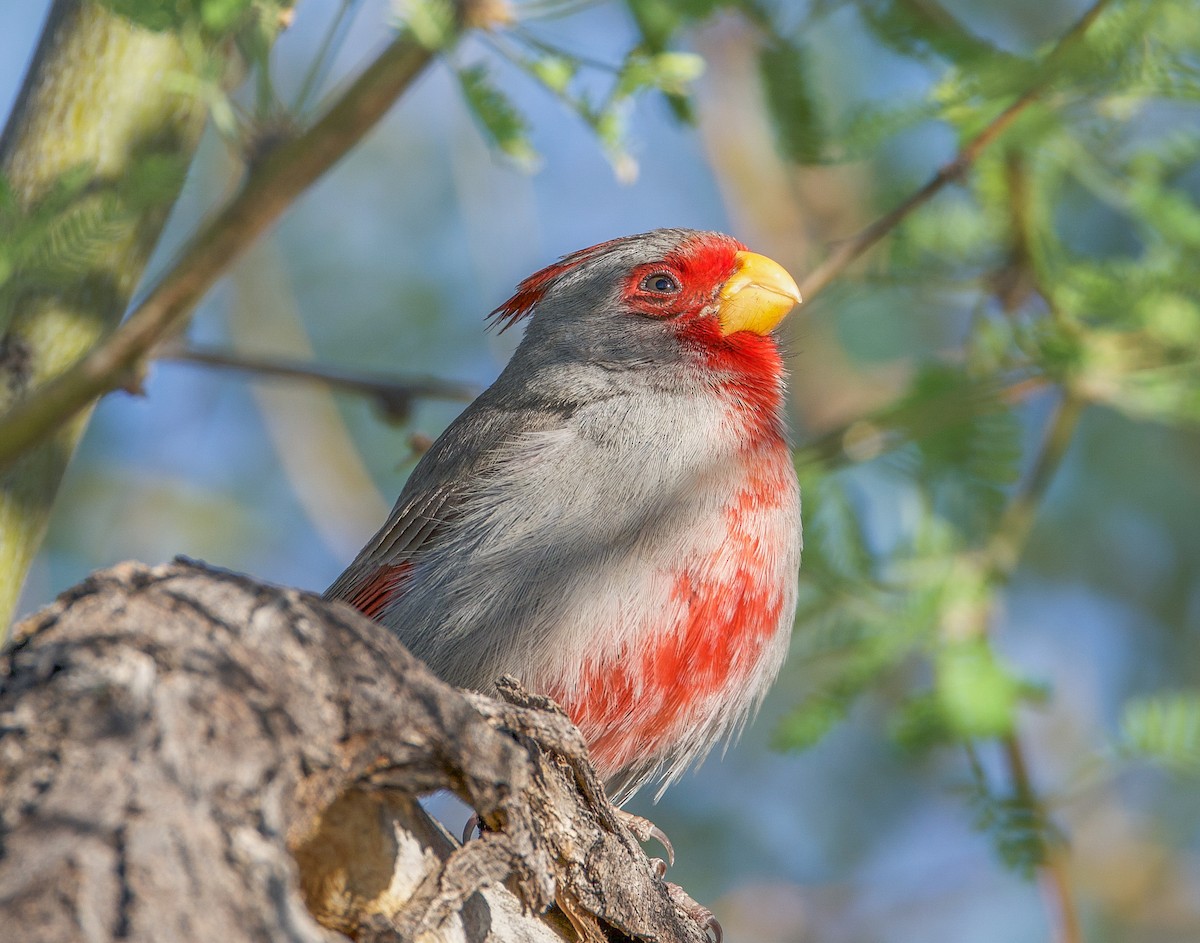 Pyrrhuloxia - ML635258704