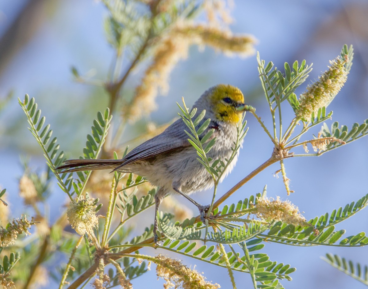 Verdin - ML635258742