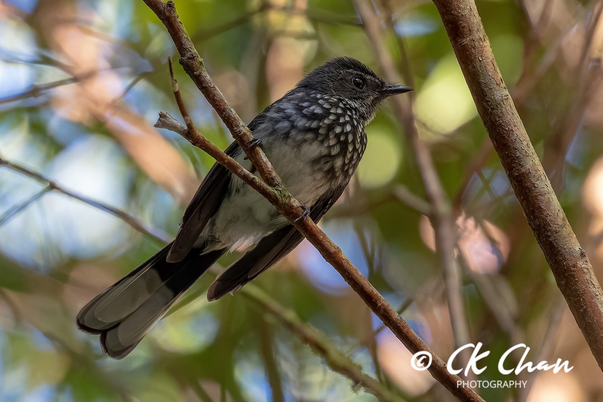 Spotted Fantail - ML635258804