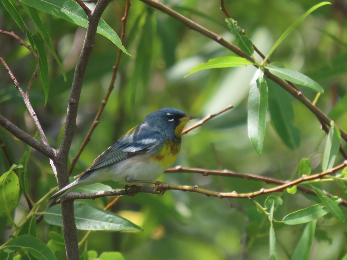 Northern Parula - ML635258805