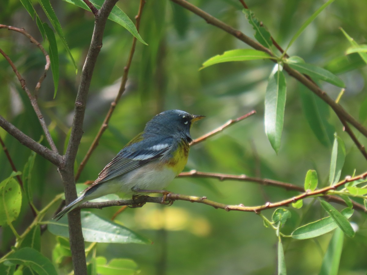 Northern Parula - ML635258807