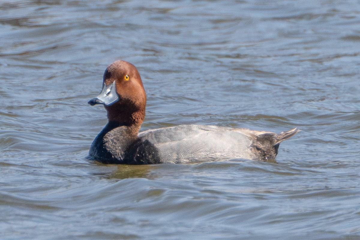 Redhead - ML635258835