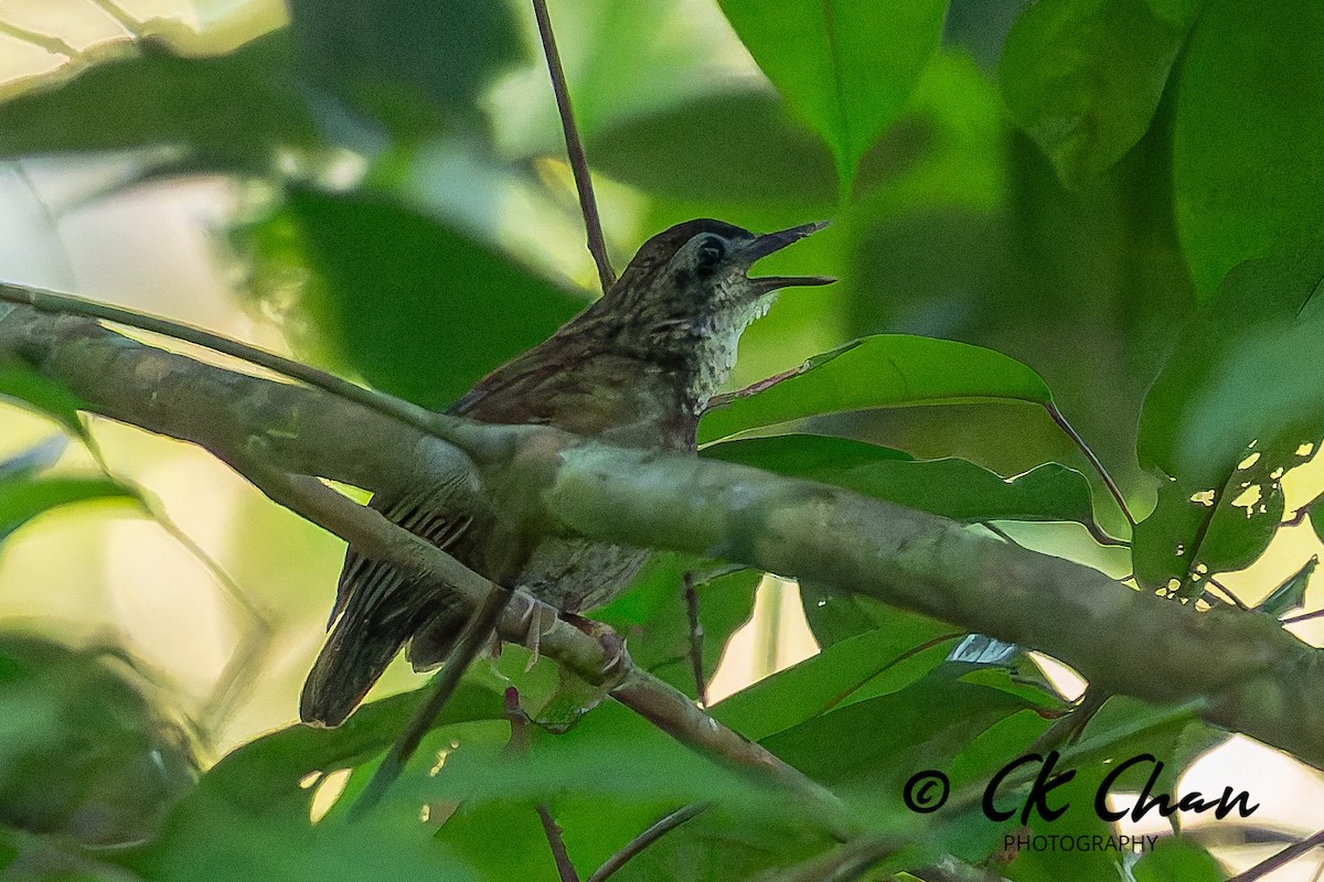 Large Wren-Babbler - ML635258911