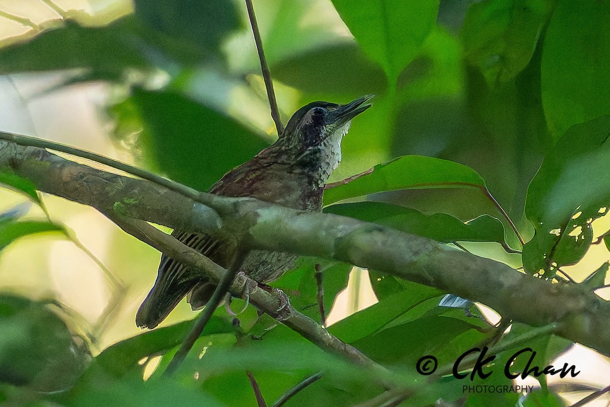Large Wren-Babbler - ML635258912