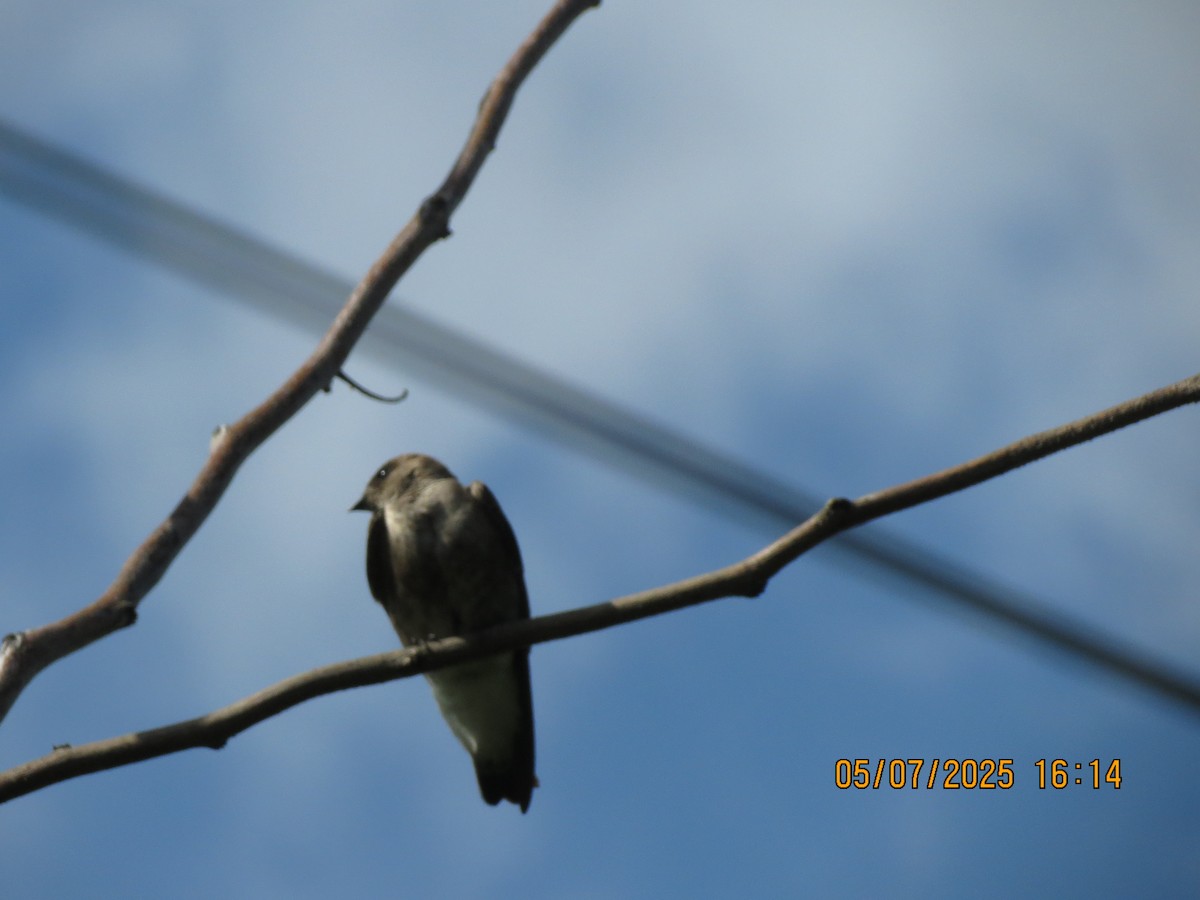 Northern Rough-winged Swallow - ML635258918