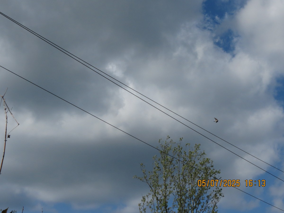 Northern Rough-winged Swallow - ML635258919