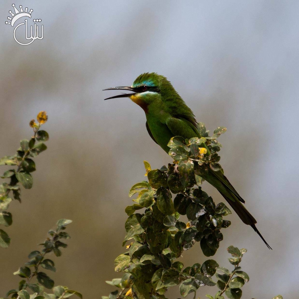 Blue-cheeked Bee-eater - ML635258921