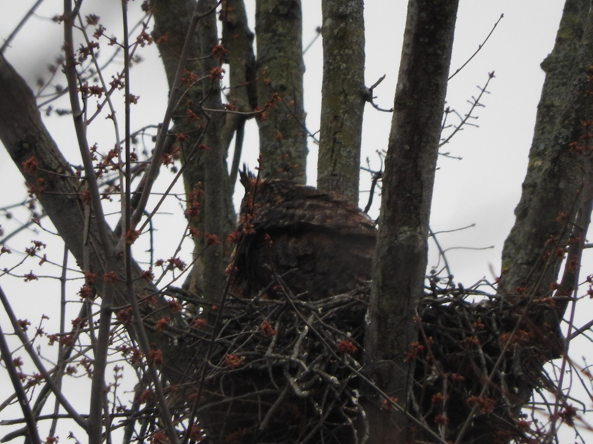 Great Horned Owl - ML635258929