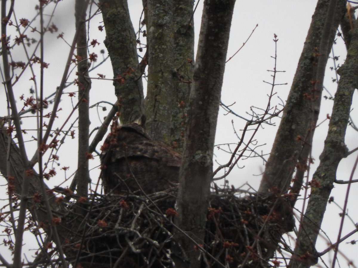 Great Horned Owl - ML635258931
