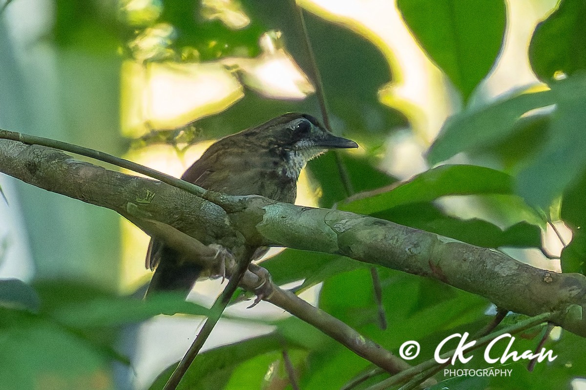 Large Wren-Babbler - ML635258940
