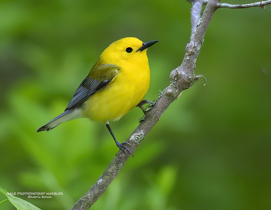 Prothonotary Warbler - ML635258944