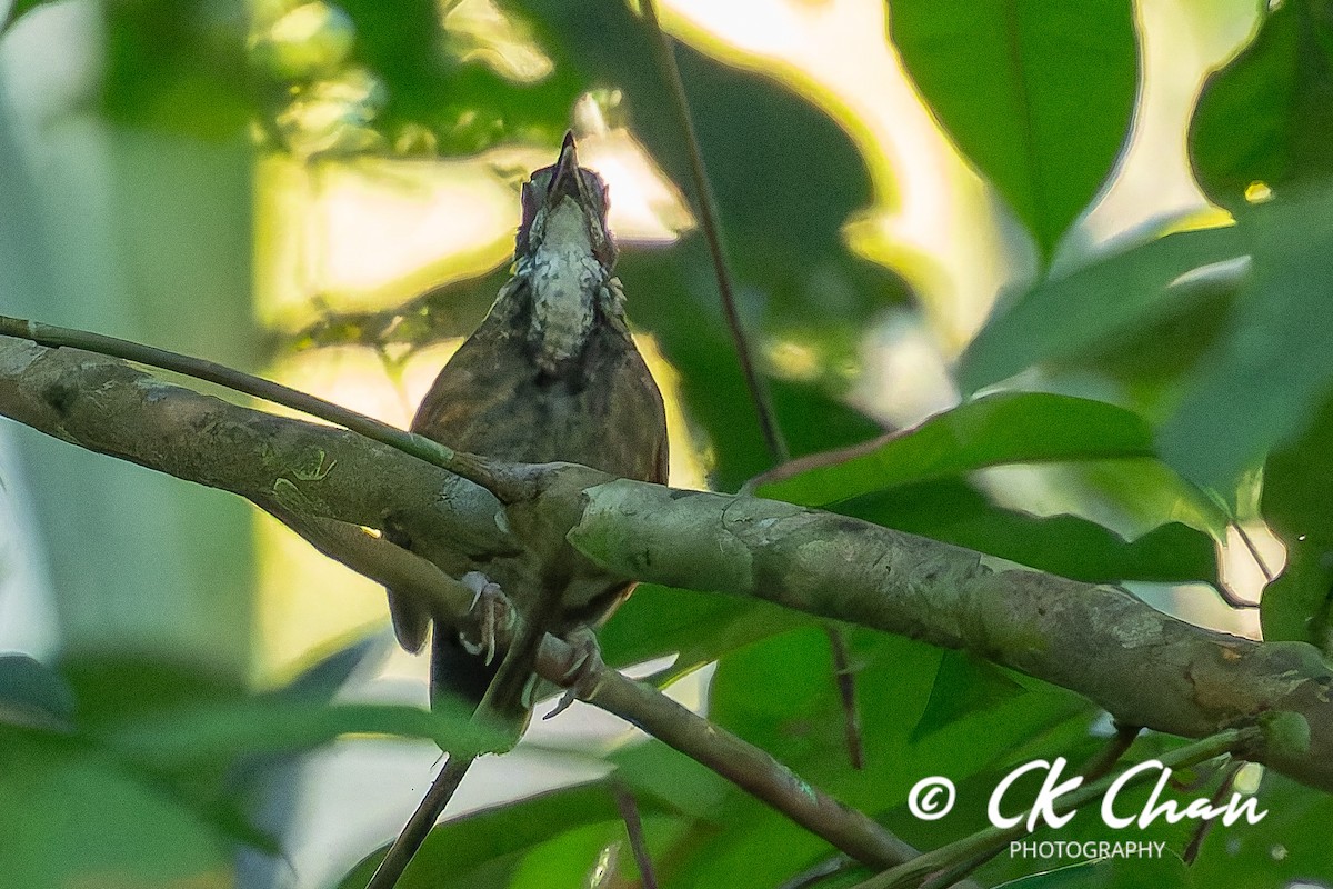 Large Wren-Babbler - ML635258952