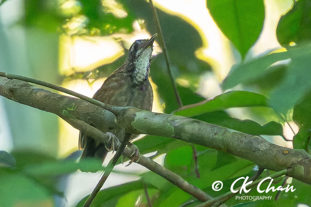 Large Wren-Babbler - ML635258961