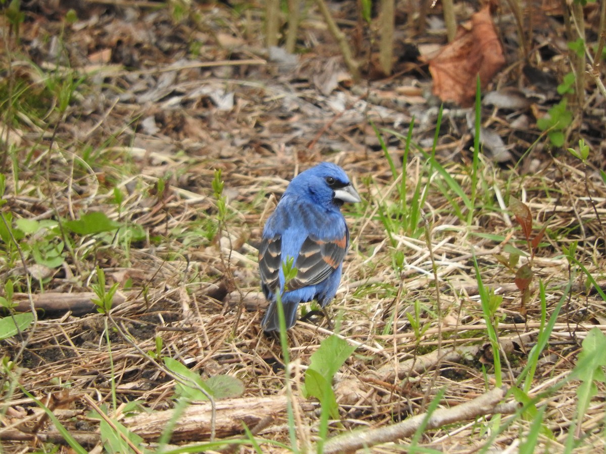 Blue Grosbeak - ML635259064