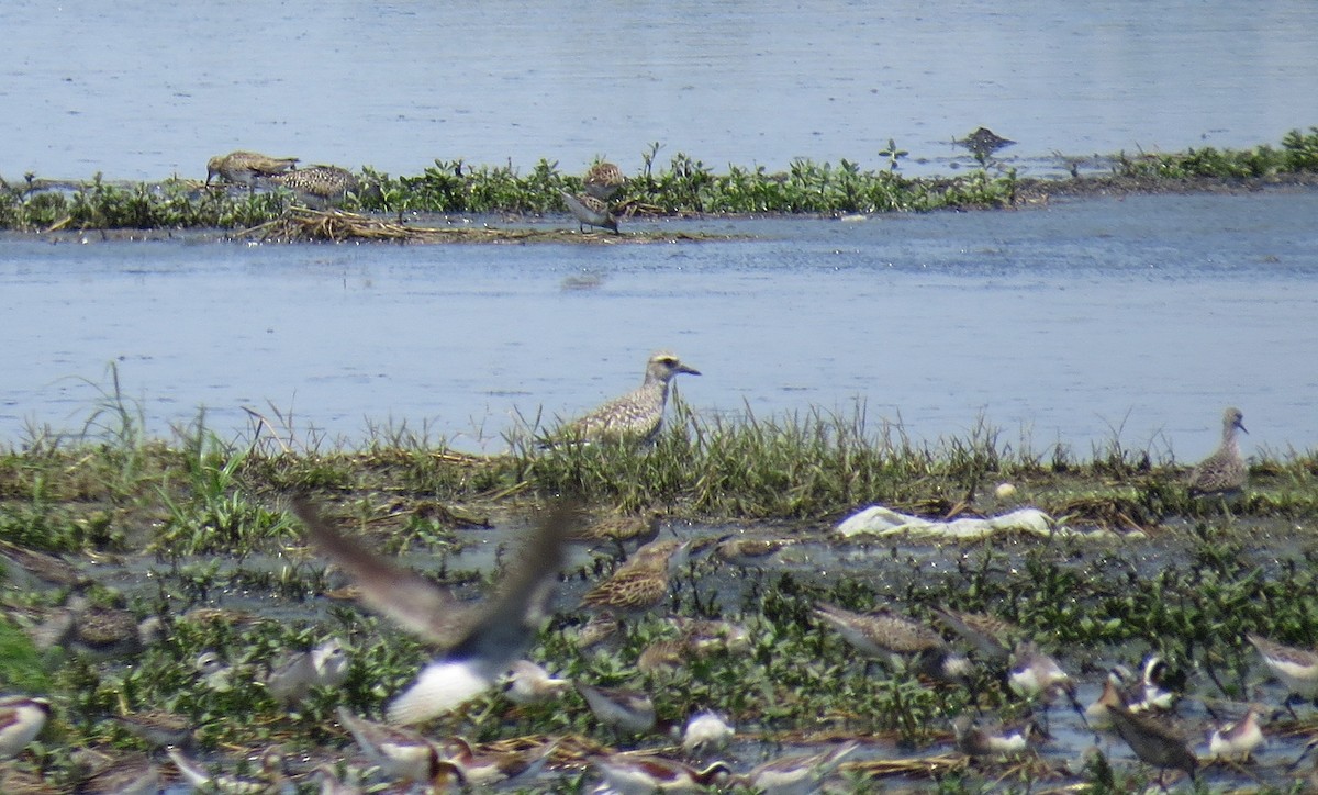 Black-bellied Plover - ML635259074