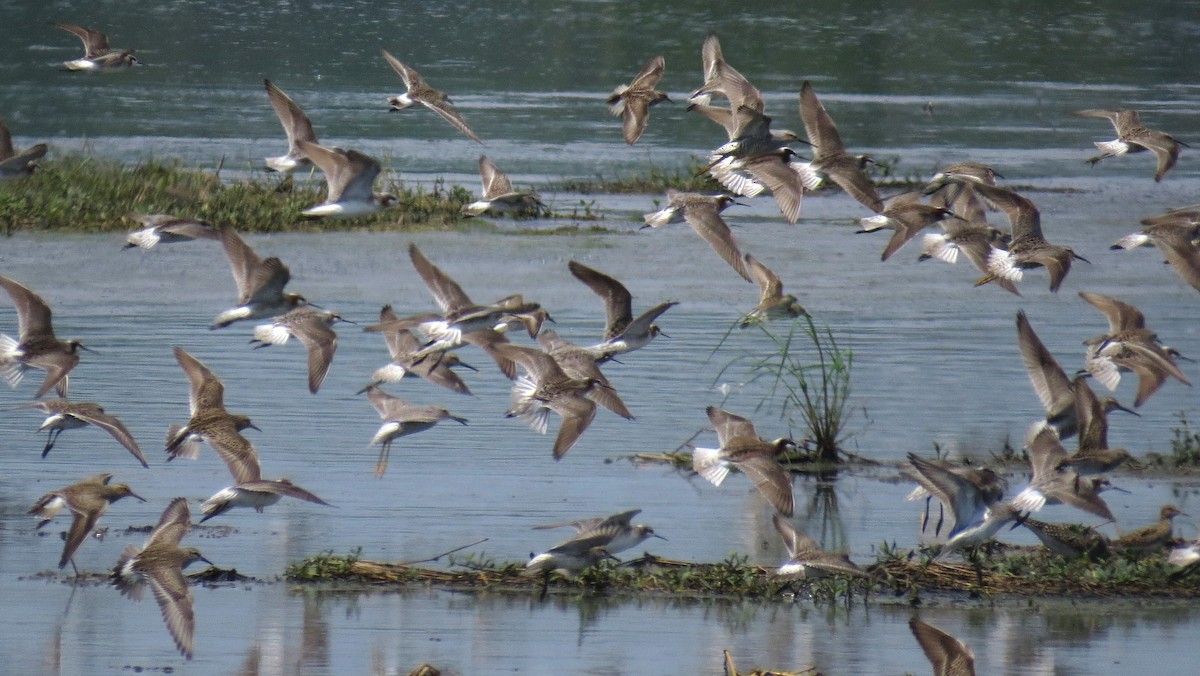 Wilson's Phalarope - ML635259090