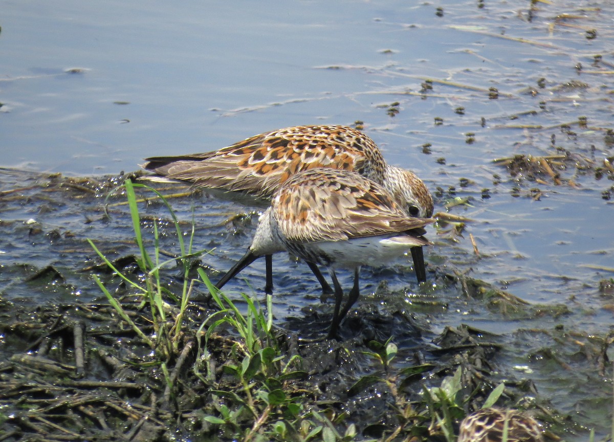 Dunlin - ML635259104