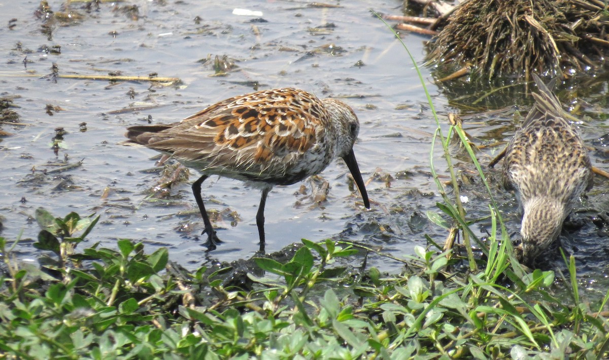 Dunlin - ML635259110