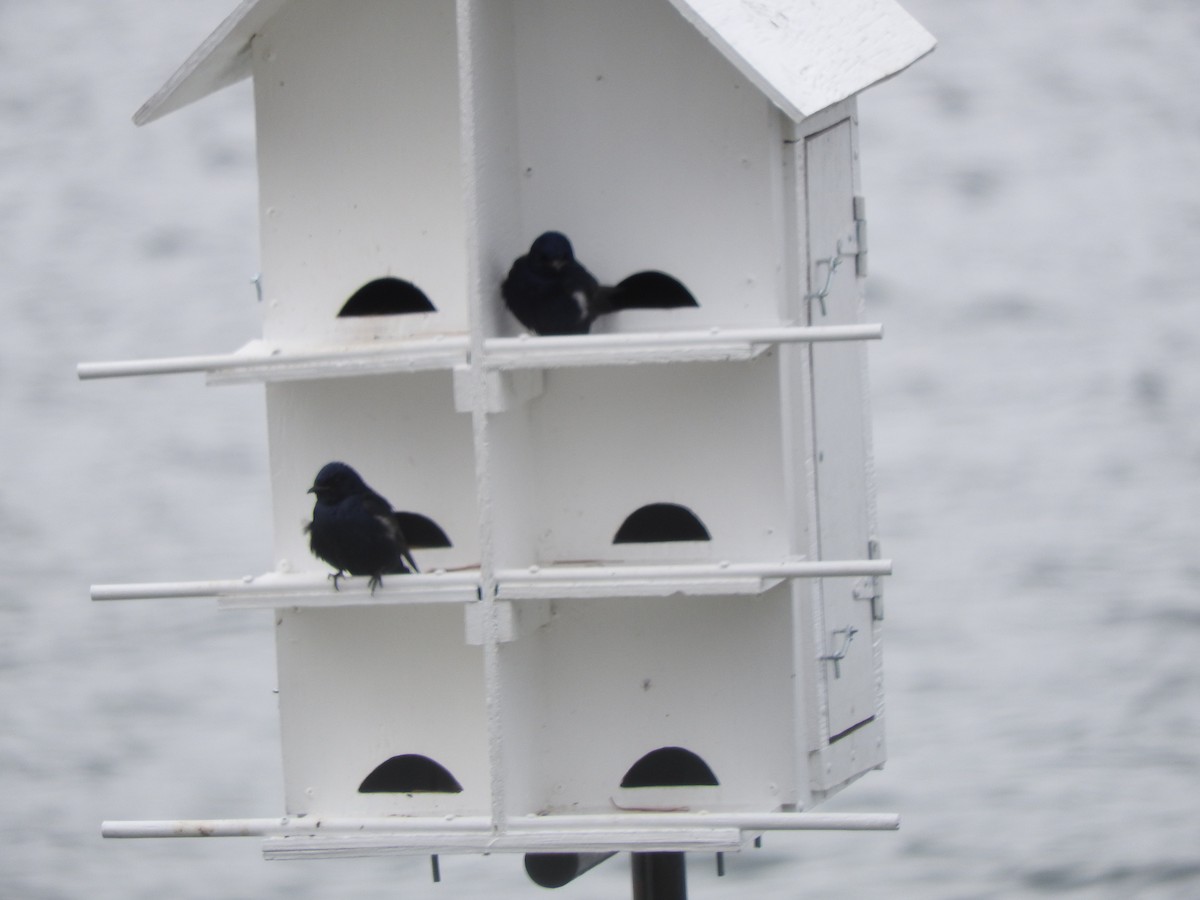 Purple Martin - ML635259121