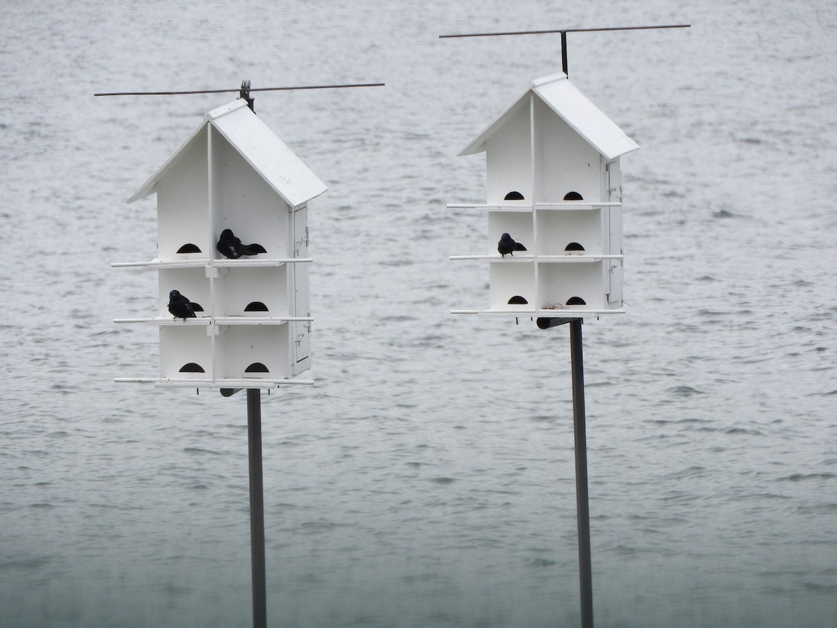 Purple Martin - ML635259122