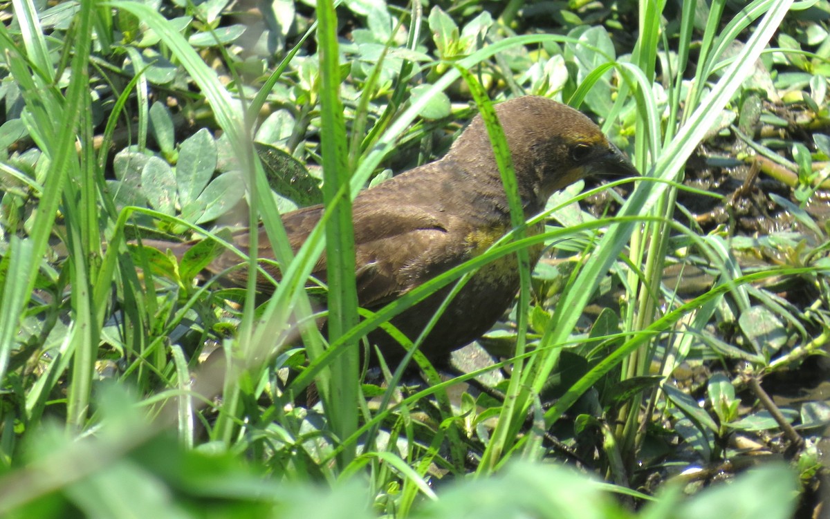 Yellow-headed Blackbird - ML635259168